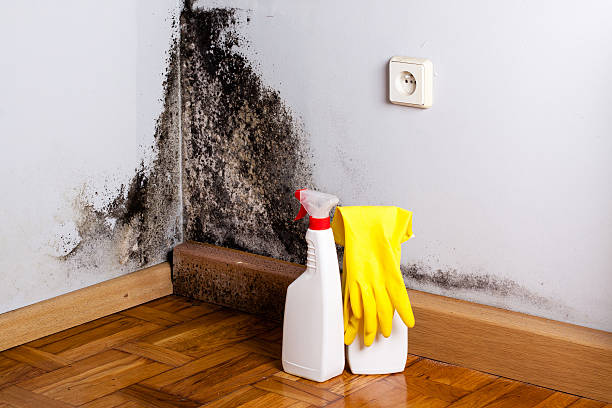 Professional Mold Removal in Toledo, IA