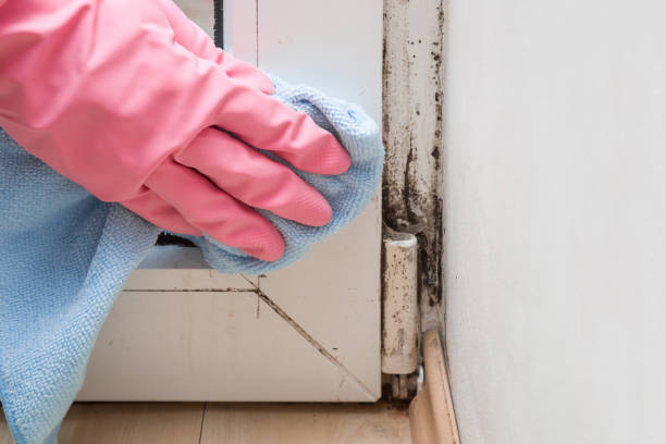 Best Emergency Mold Removal  in Toledo, IA